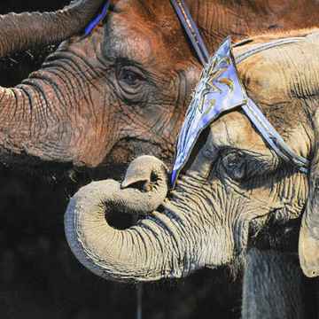 Shrine Circus Tickets
